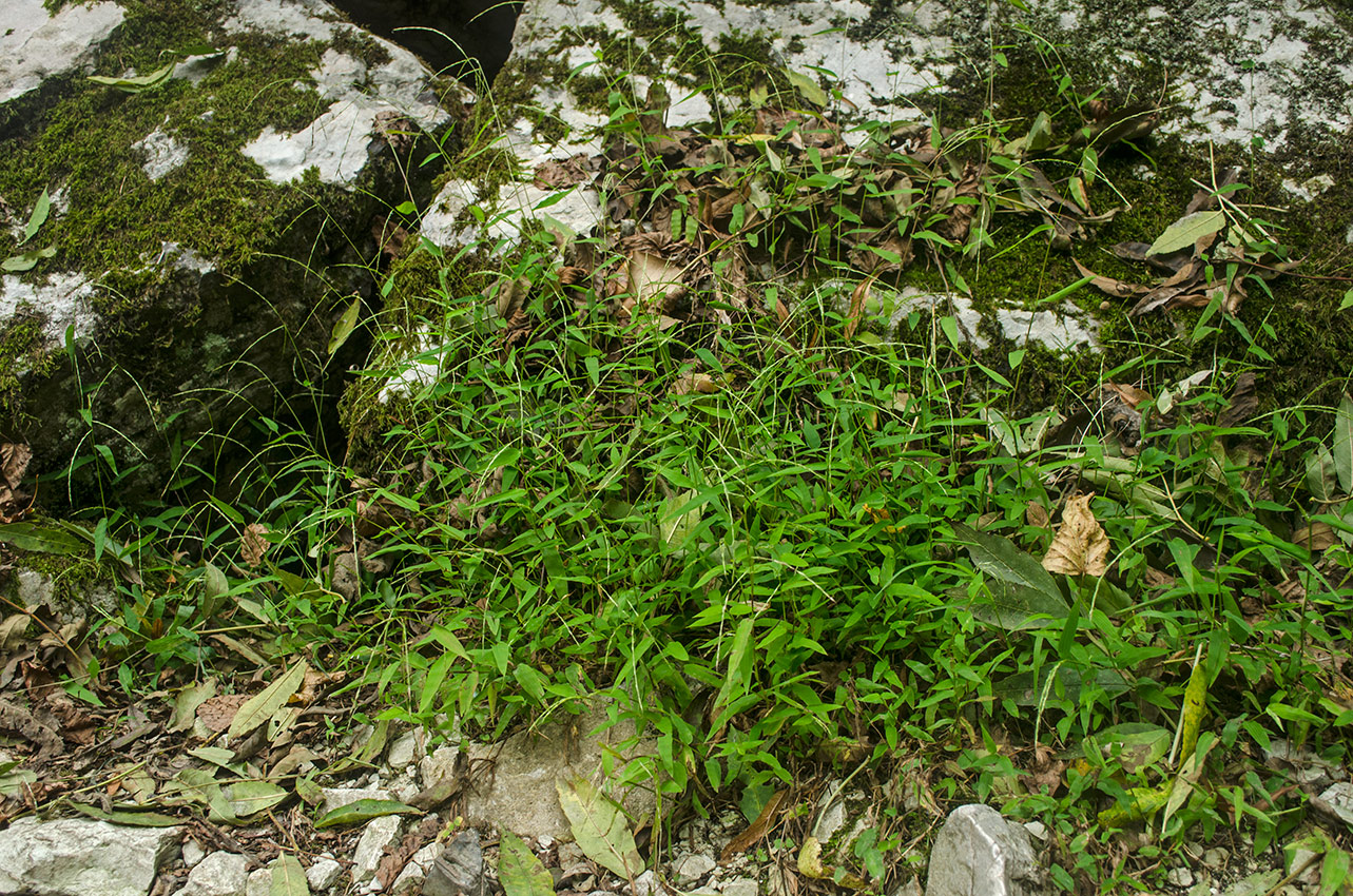 Image of Oplismenus undulatifolius specimen.