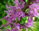 Dactylorhiza fuchsii