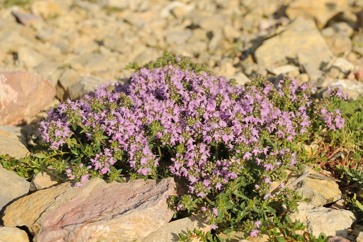 Изображение особи Thymus karatavicus.