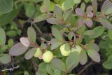 Vaccinium uliginosum. Верхушки веточек с незрелыми плодами. Сахалинская обл., Охинский р-н, окр. г. Оха, побережье Охотского моря, юго-западный берег залива Кету (Первая бухта), подножие приморской сопки. 24.07.2017.