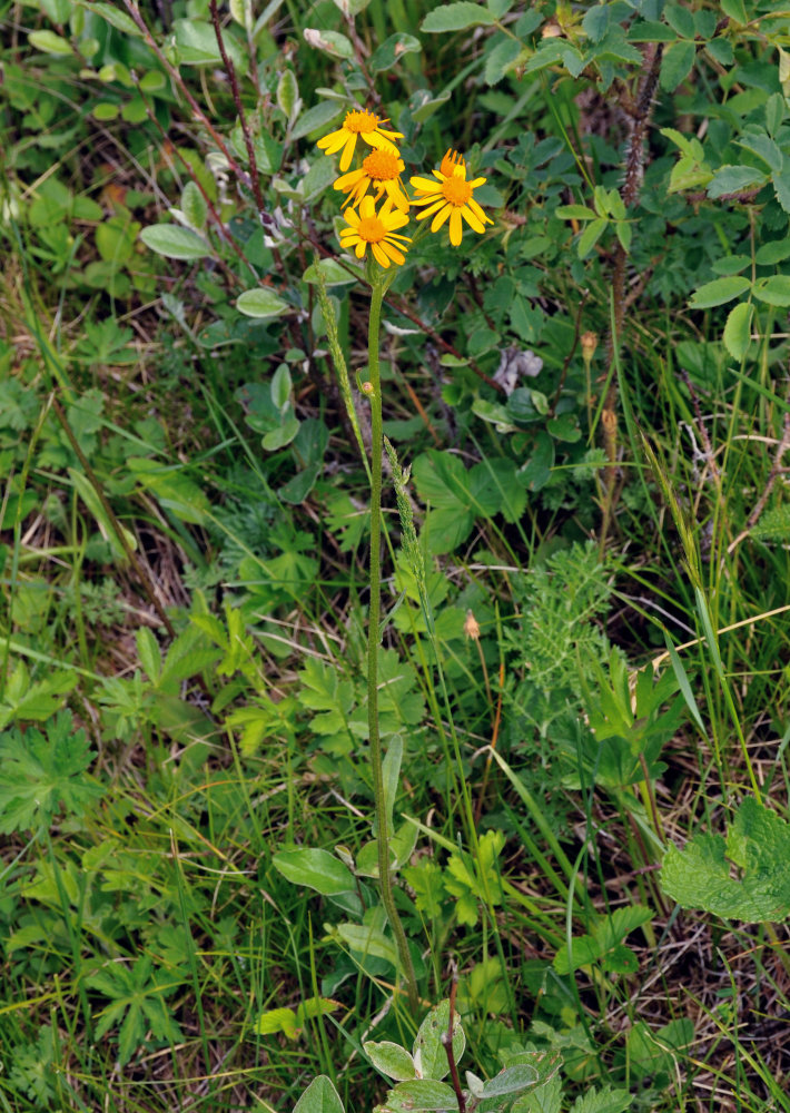 Image of Tephroseris integrifolia specimen.