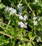 Galium pisiferum