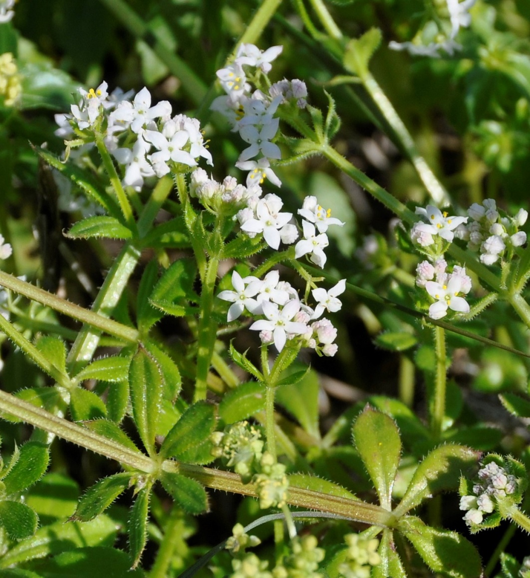 Изображение особи Galium pisiferum.