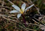 Colchicum kesselringii