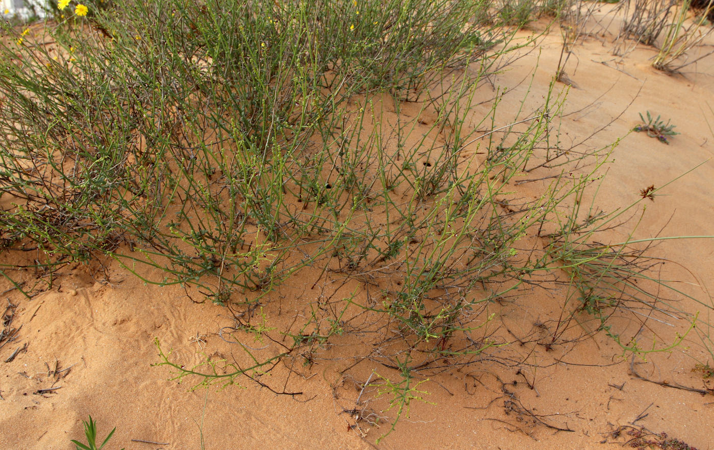 Image of Scrophularia hypericifolia specimen.