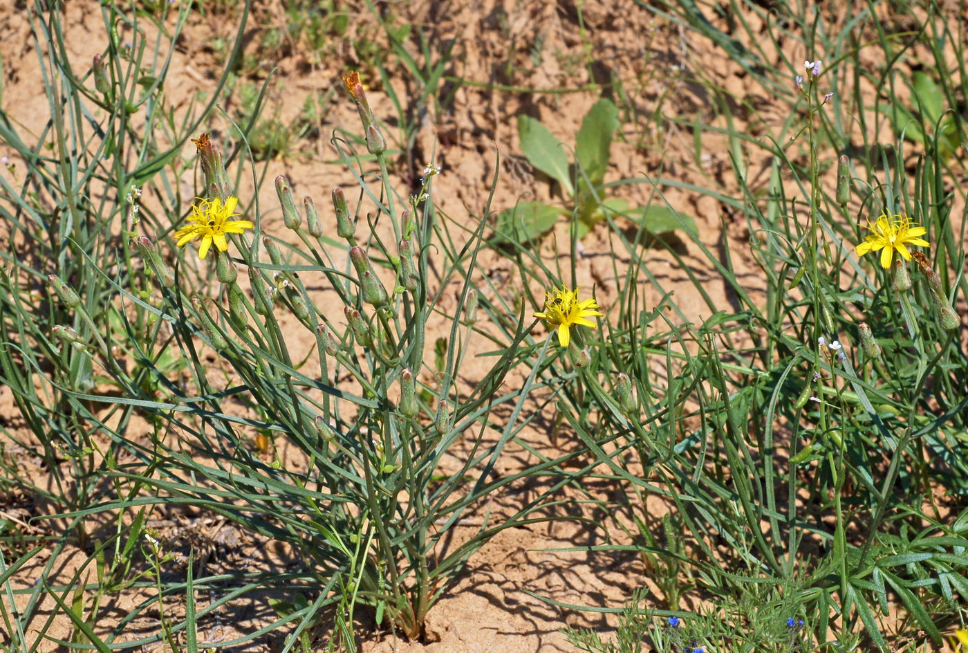 Image of Takhtajaniantha pusilla specimen.