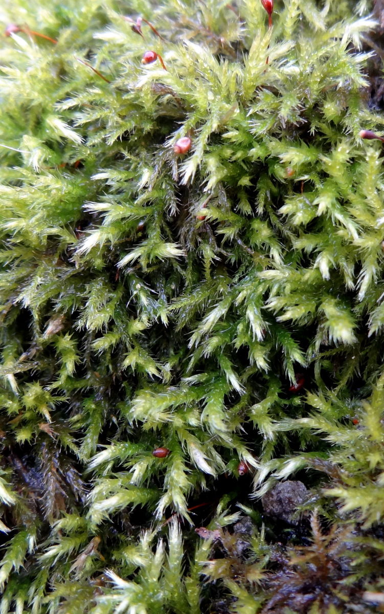 Image of Sciuro-hypnum populeum specimen.