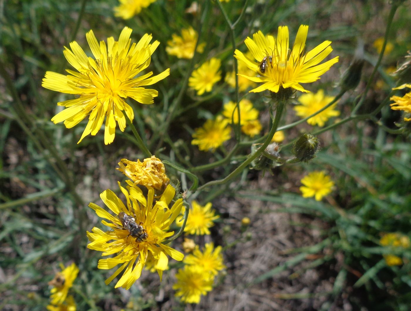 Image of Crepis tectorum specimen.