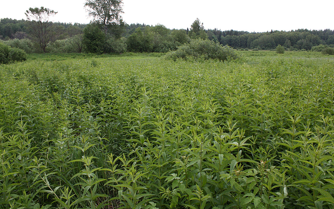 Изображение особи Lysimachia vulgaris.