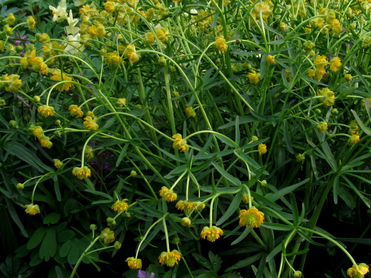 Изображение особи Ranunculus manensis.