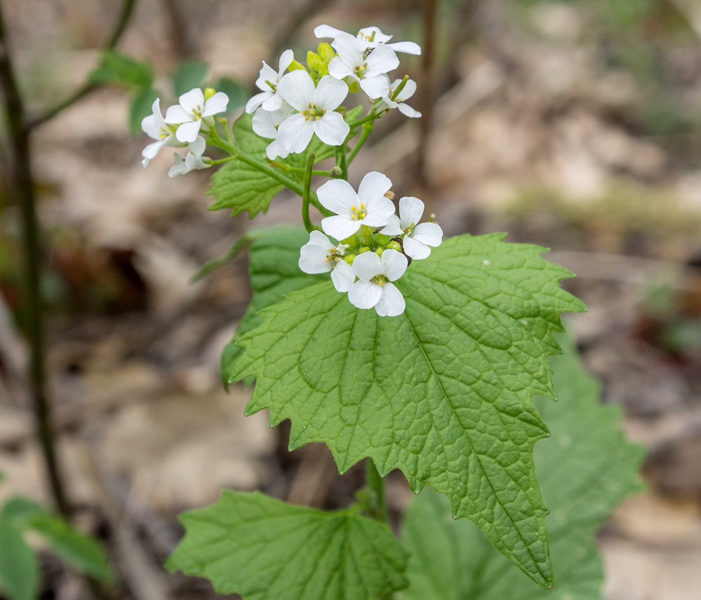 Image of Alliaria petiolata specimen.