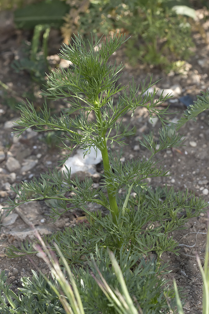 Image of Delphinium hispanicum specimen.