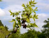 Fraxinus pennsylvanica