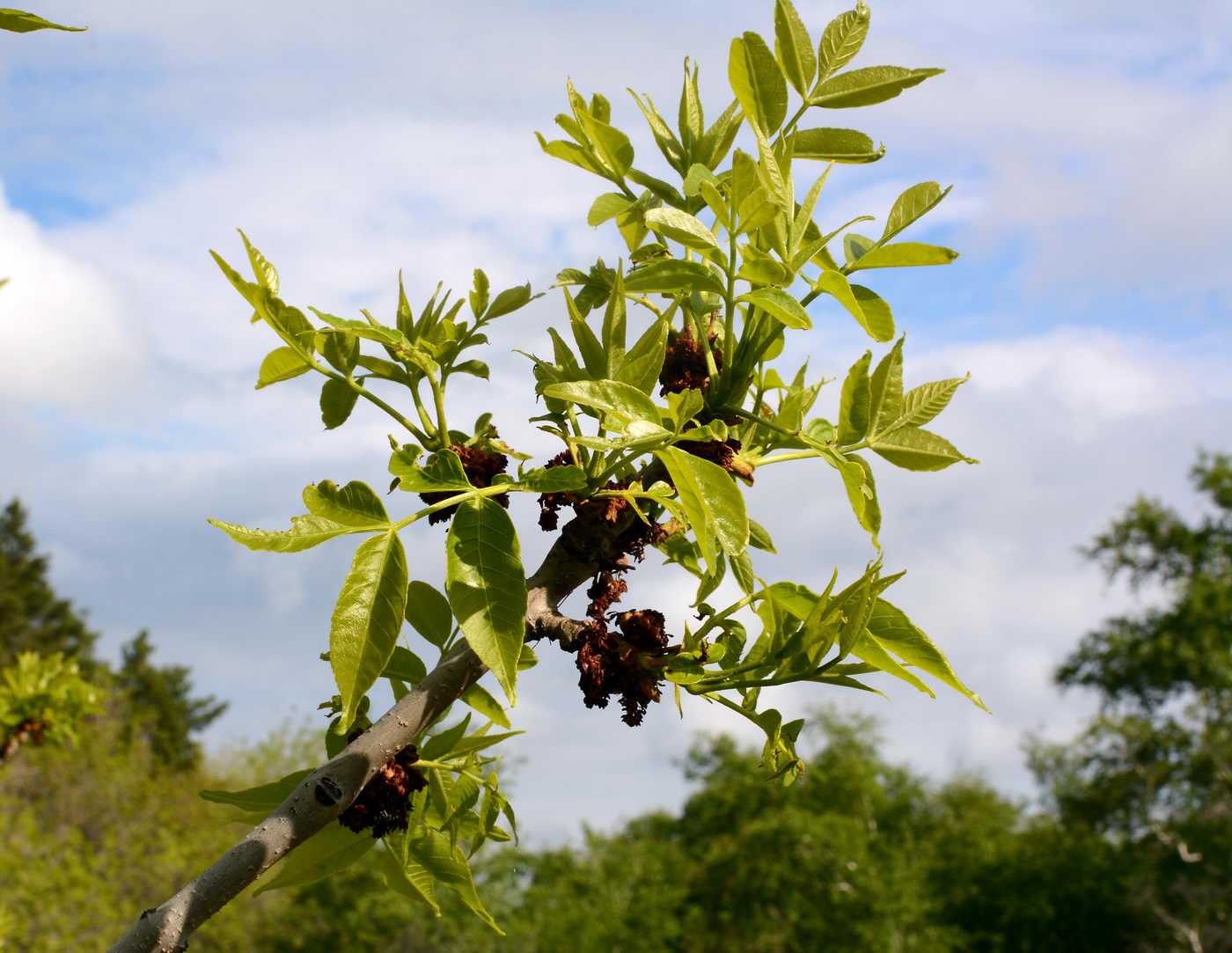 Изображение особи Fraxinus pennsylvanica.