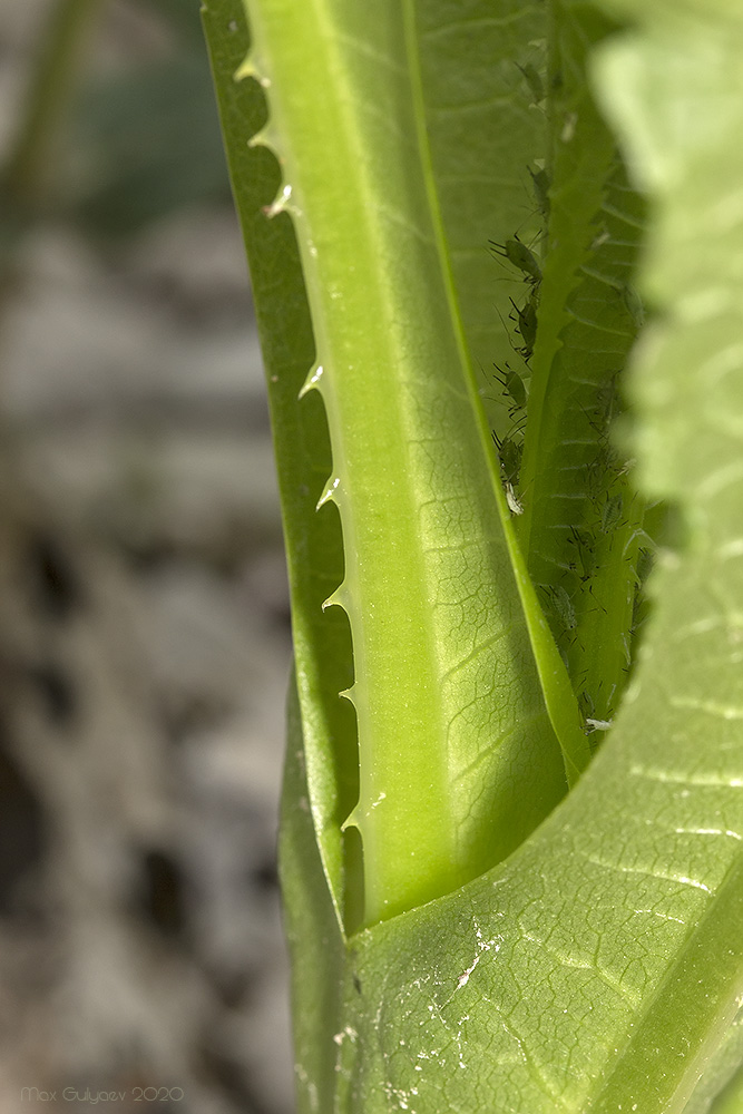 Image of Dipsacus fullonum specimen.