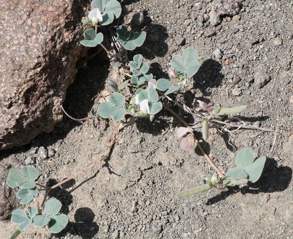 Image of Argyrolobium trigonelloides specimen.