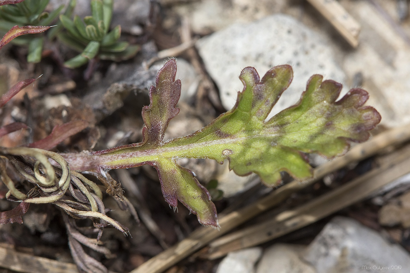 Image of Scabiosa columbaria specimen.