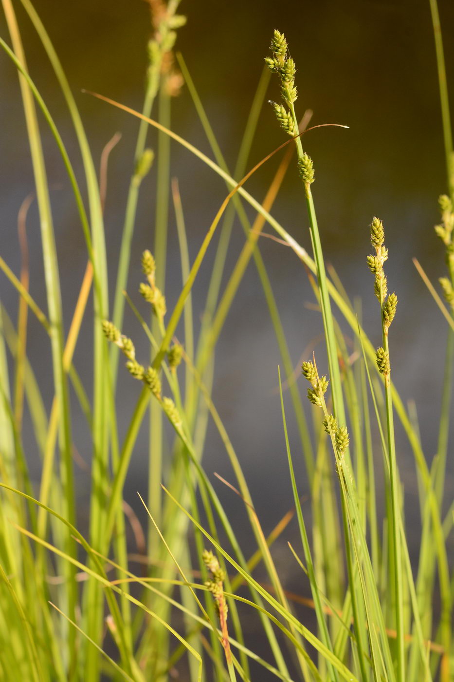 Изображение особи Carex canescens.