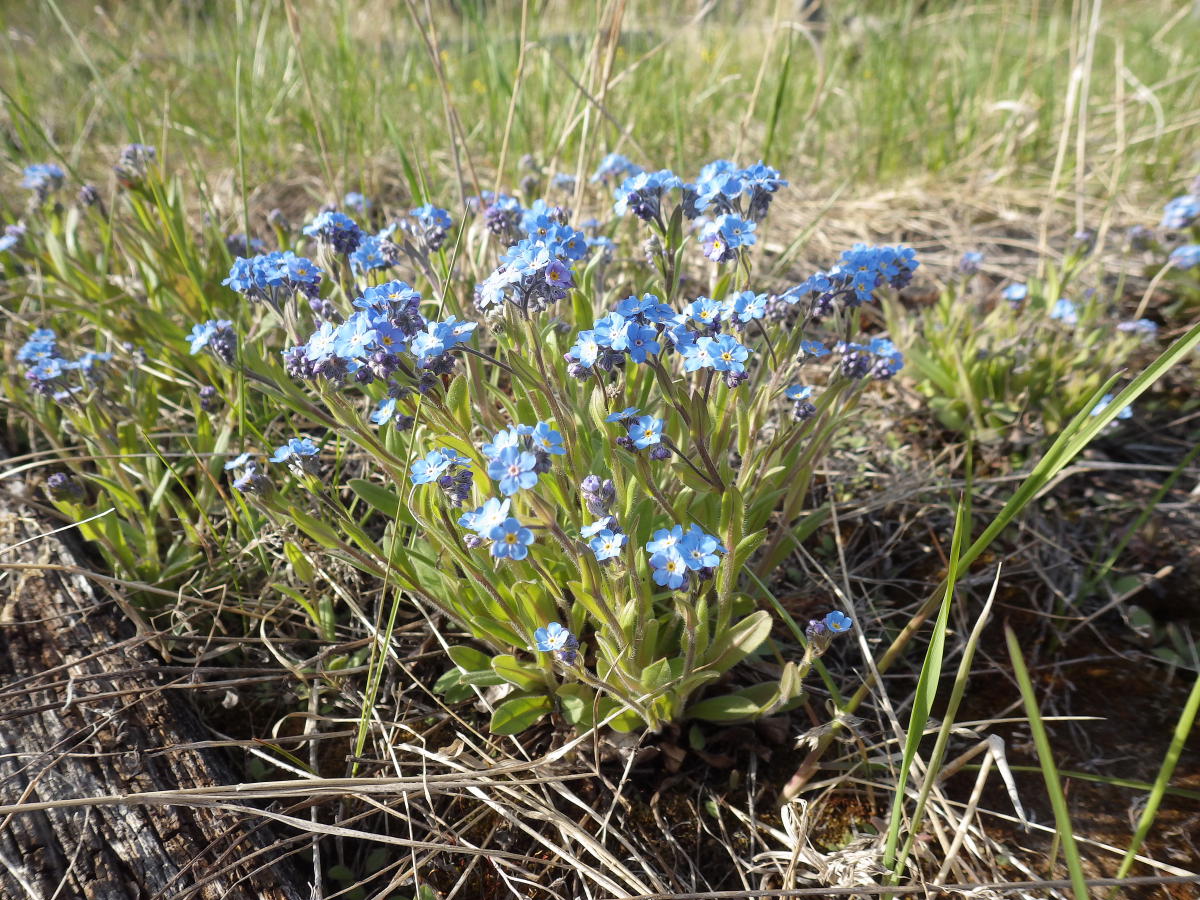 Image of Myosotis imitata specimen.