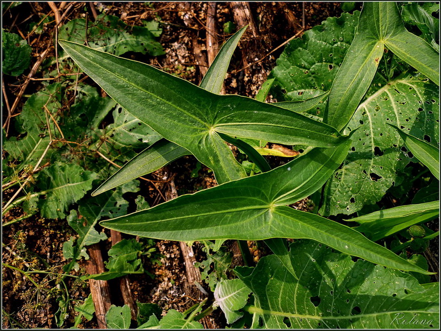 Изображение особи Sagittaria sagittifolia.