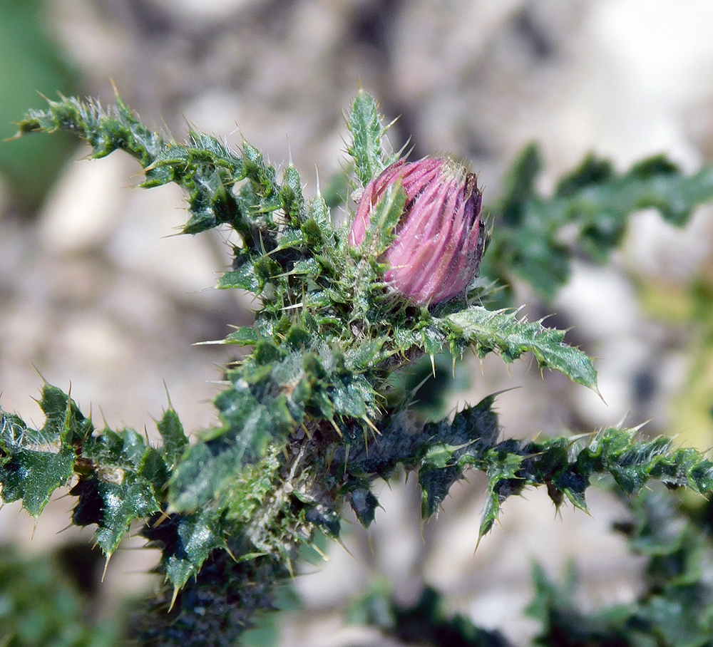 Изображение особи Carduus acanthoides.