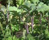 Brassica variety gongylodes