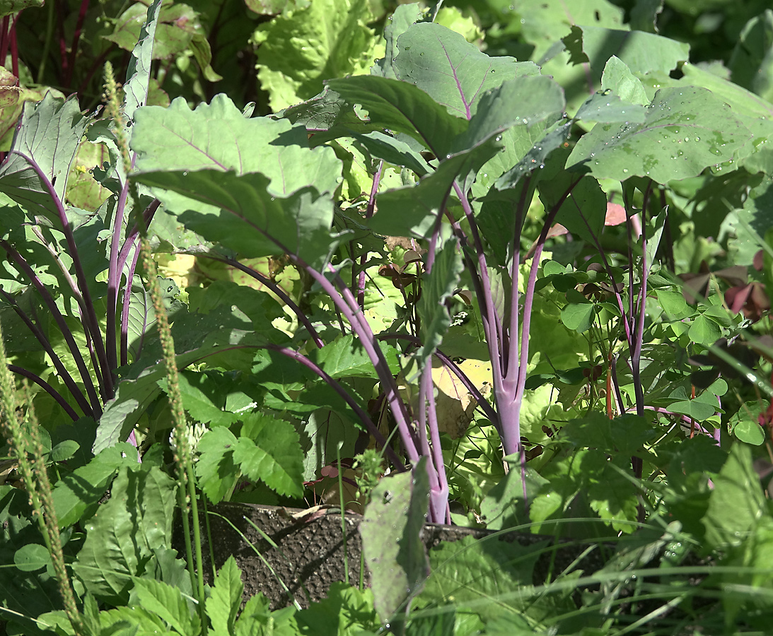 Image of Brassica oleracea var. gongylodes specimen.