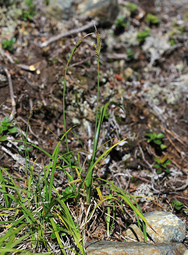 Изображение особи Carex rigidioides.