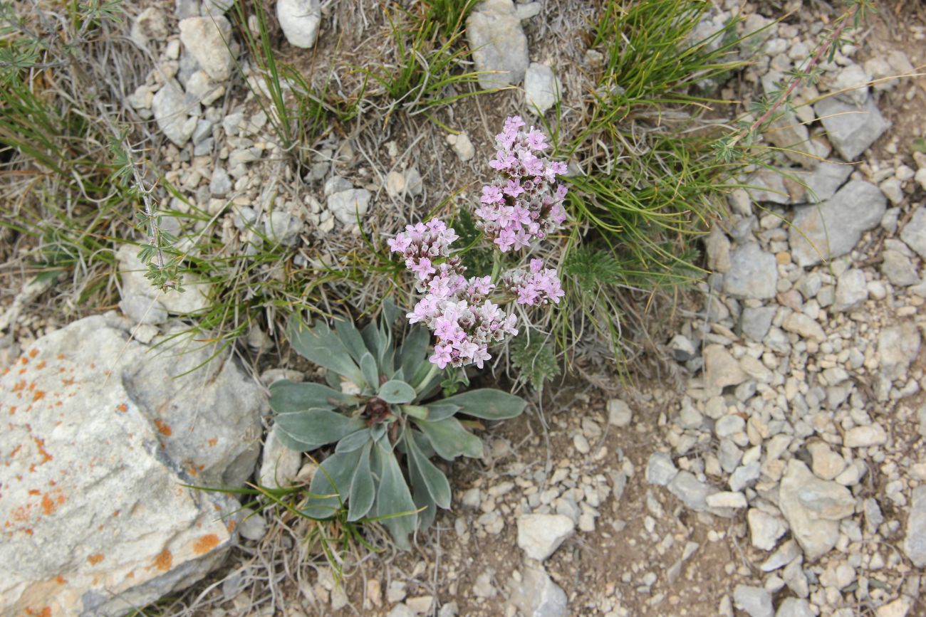 Изображение особи Goniolimon speciosum.