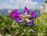Oxytropis lazica