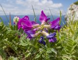 Oxytropis lazica. Соцветие и листья. Краснодарский край, Апшеронский р-н, гора Черногор, платообразная вершина, ≈ 1750 м н.у.м., карст. 27.06.2020.