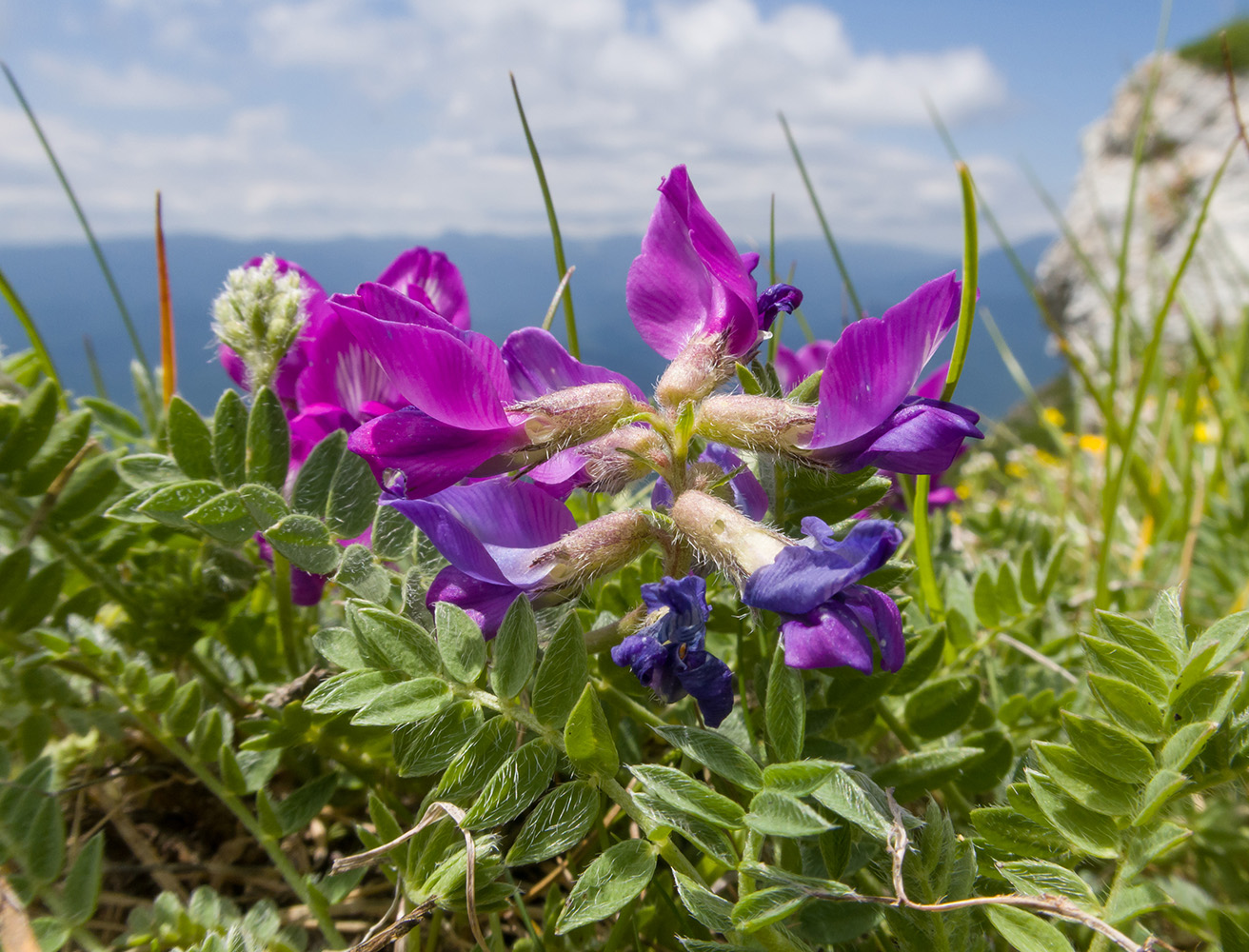 Изображение особи Oxytropis lazica.