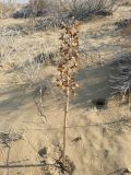 Eremurus anisopterus. Высохшее растение с раскрывшимися коробочками. Казахстан, Алматинская обл, Балхашский р-н, закрепленные пески. 6 октября 2018 г.