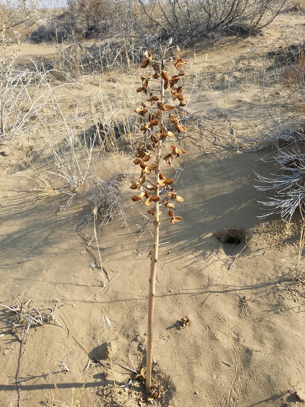 Изображение особи Eremurus anisopterus.