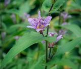 Tricyrtis hirta