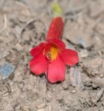 Cantua buxifolia