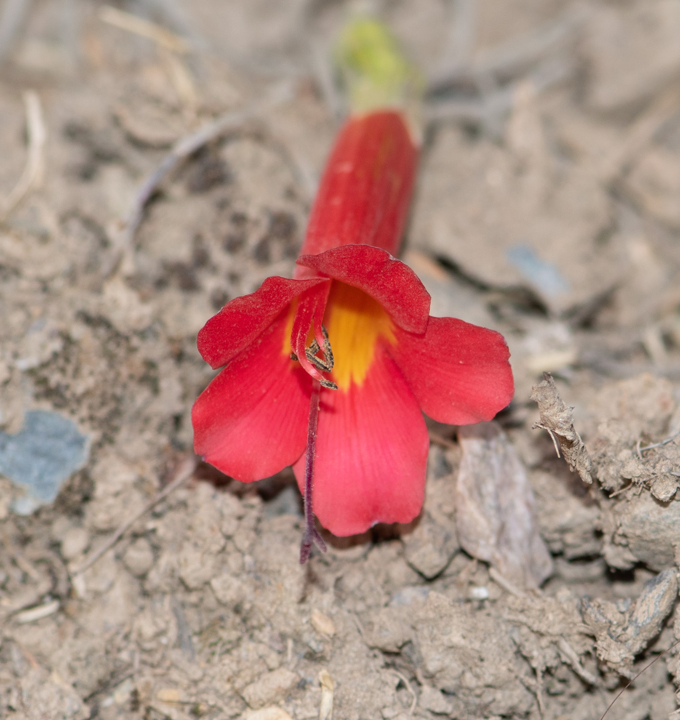 Image of Cantua buxifolia specimen.