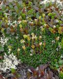 Diapensia lapponica. Плодоносящие растения в лишайниковой тундре. Мурманская обл, окр. Мончегорска. 31.08.2007.