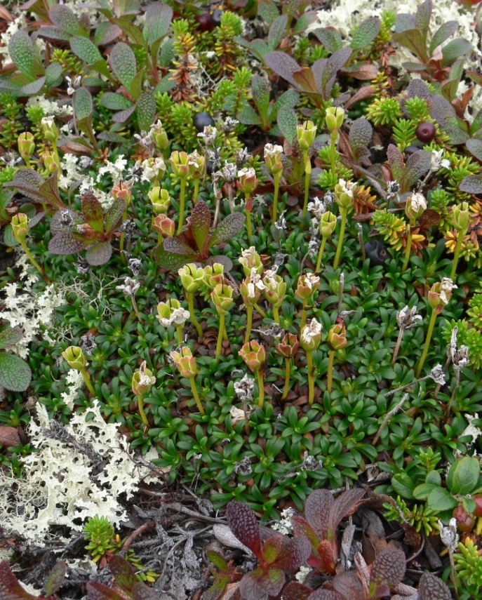 Изображение особи Diapensia lapponica.