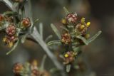 Artemisia taurica