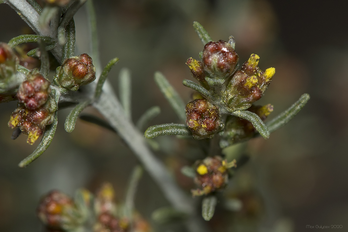 Изображение особи Artemisia taurica.