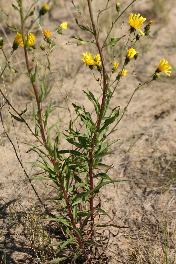 Image of Hieracium umbellatum specimen.