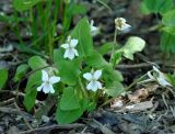 Viola alexandrowiana. Цветущее растение. Иркутская обл., Иркутский р-н, р. Иркут, о. Беляева, под ветвями черёмухи. 11.05.2020.