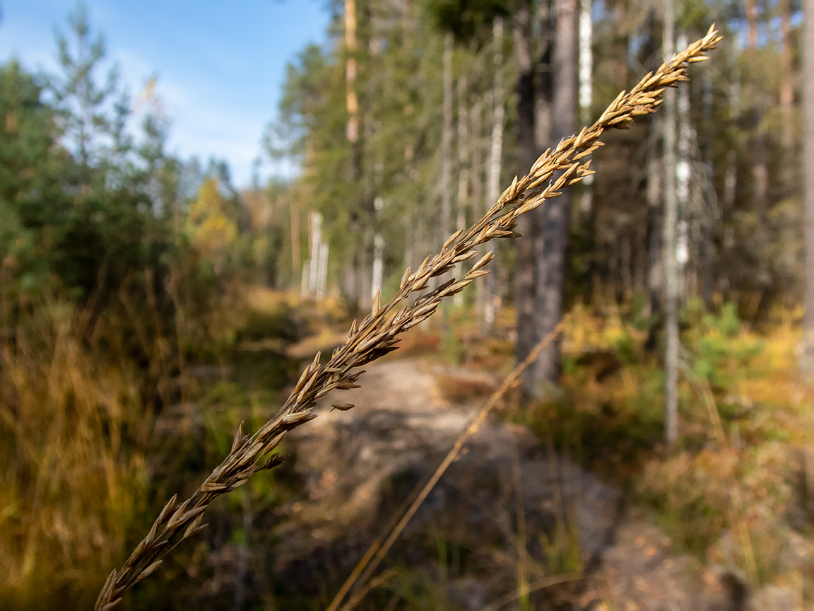 Image of Molinia caerulea specimen.