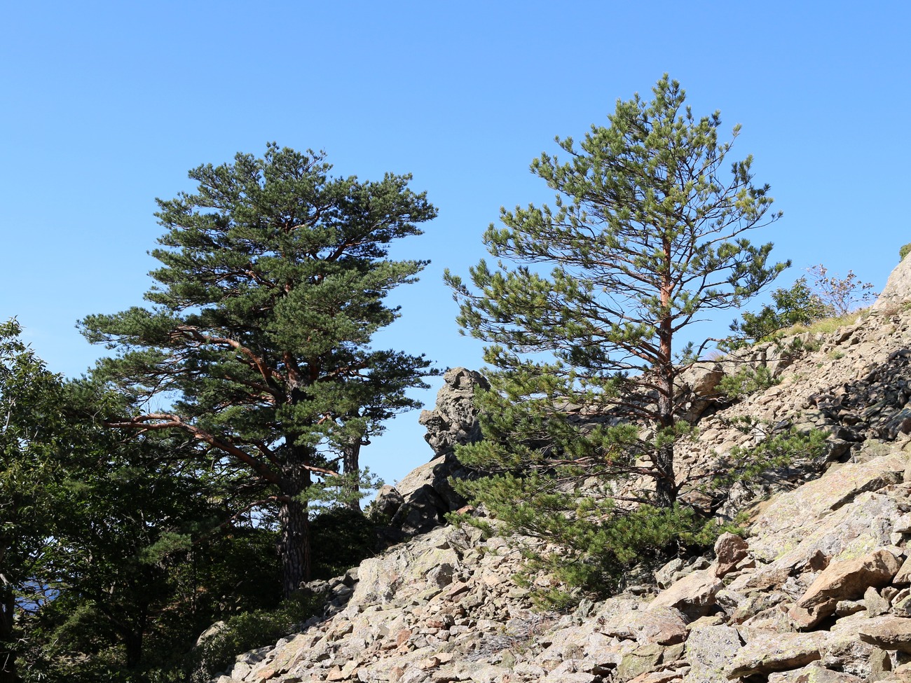 Изображение особи Pinus sylvestris ssp. hamata.