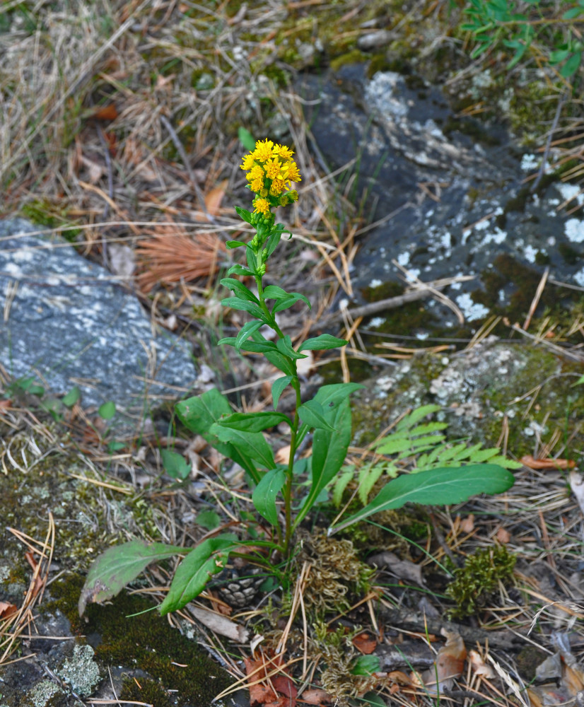 Image of Solidago virgaurea specimen.