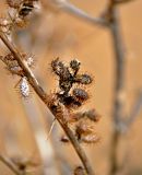 Xanthium spinosum