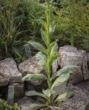 Verbascum thapsus