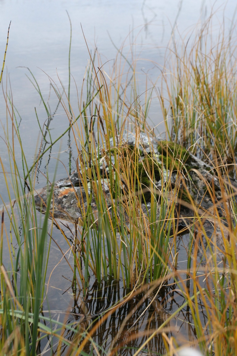 Изображение особи Carex rostrata.