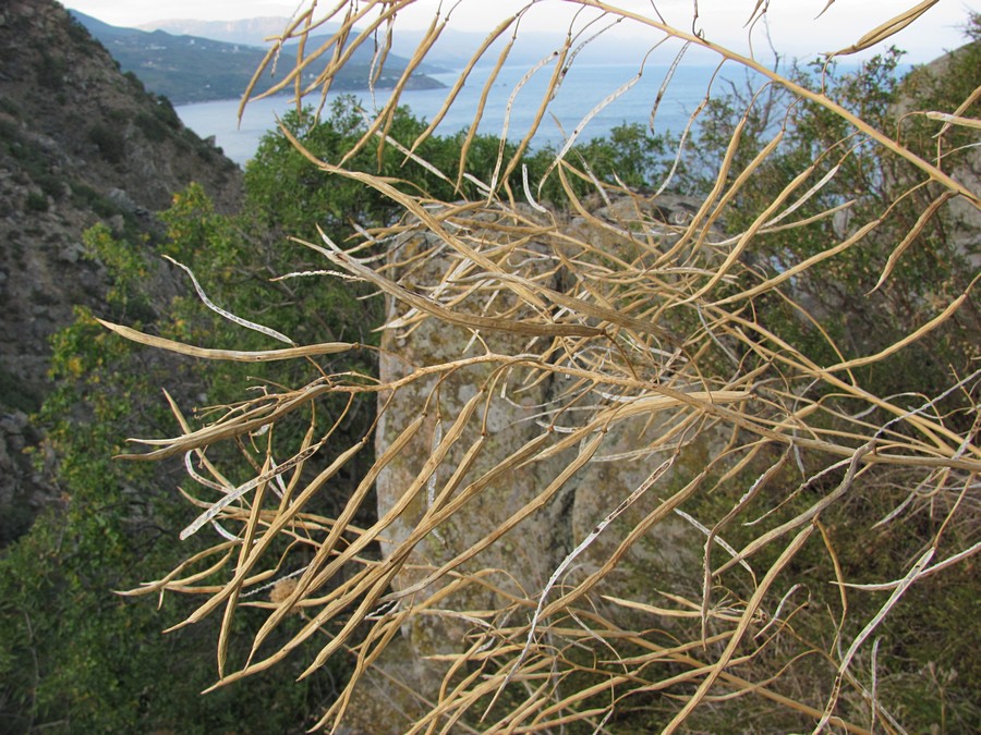 Image of Brassica taurica specimen.